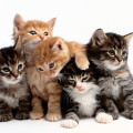 Retrocat7