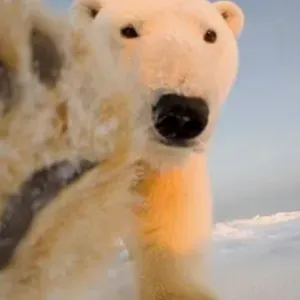 I-Heart-PolarBears