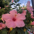 RFrueh7171