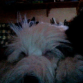 Rheo33Rheo