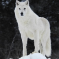 Arctic Wolf