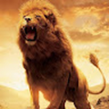 roar4kota_gmail_com
