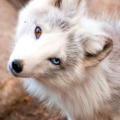Wolfy