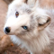Wolfy