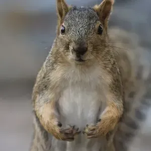 Squirrel Dev