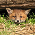 FoxyMusic