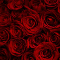 bed-of-roses