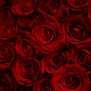 bed-of-roses