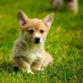 ryder_vesel29_rdale_org