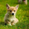 ryder_vesel29_rdale_org