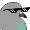 pigeon