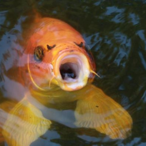 kaifish