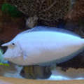sajefish
