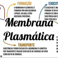 salsicha