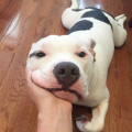 SAM