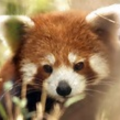 red pandi