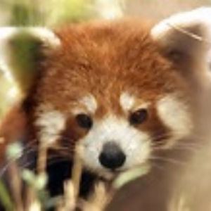 red pandi