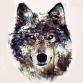 Sasha_Wolf
