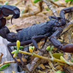 scorpio_channel