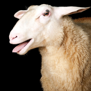 se71