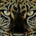 shadowmagnus992_gmail_com