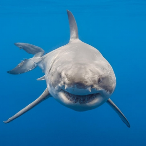 sharkwave