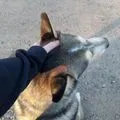 Shib5