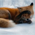 Shyfox