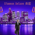 siamesedeluxe