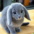 lynx