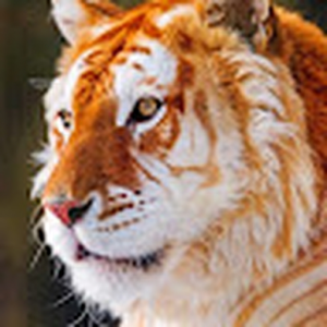 Simba2U