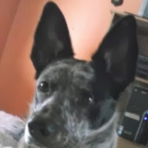 simone_simone