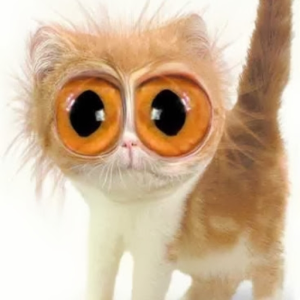 simonKu