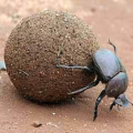 Sisyphus