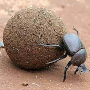 Sisyphus
