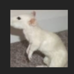skinnyratangel