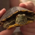 Skrt the Turtle