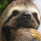 SlothLegion