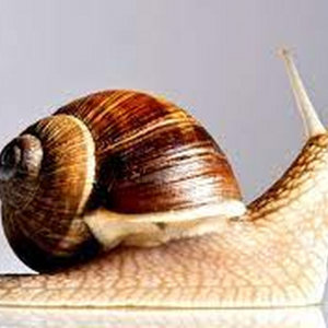 snail_potato33