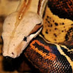 snakebite15