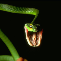 snakY