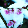 snowblossomz