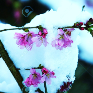snowblossomz