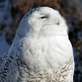 Snowy_owl