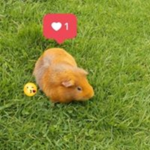 sofia_fs