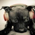 DJ DNL
