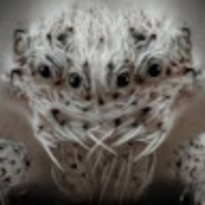 Sploopy