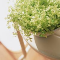 springcahn