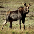 Moose
