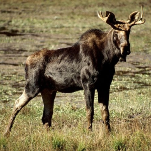 Moose